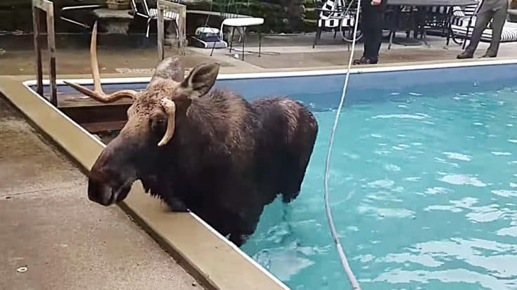 Moose Gets Stuck In Pool With No Way Out, Until Officials Arrive | Country Music Videos