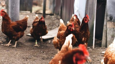 Man Accidentally Buys 1,000 Chickens Online For $0.96 Man Accidentally Buys 1,000 Chickens Online For $0.96 | Country Music Videos