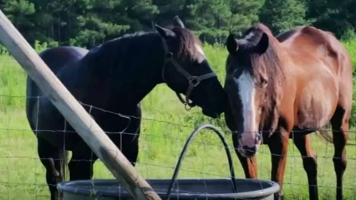 2nd Horse Stabbed To Death In South Carolina As Police Seek Answers | Country Music Videos