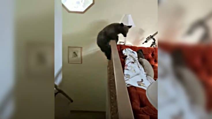 Baby Bear Parkours Down Staircase After Breaking Into Home | Country Music Videos