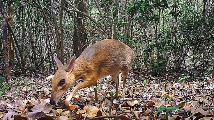 Mouse-Deer Thought To Be Extinct Found In Vietnam – It’s The Size Of A Rabbit | Country Music Videos