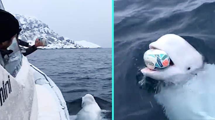Wild Beluga Whale Plays Fetch With Boaters In Middle Of Arctic Ocean | Country Music Videos