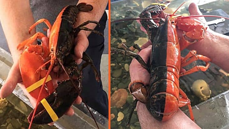 1-In-50-Million Orange & Black Lobster Discovered Off Coast Of Maine | Country Music Videos