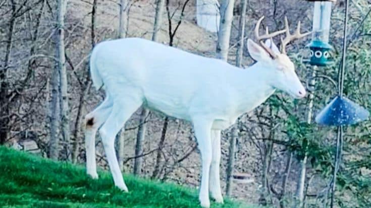 White Deer With Antlers Seen In Pittsburgh Area In 2019 | Country Music Videos