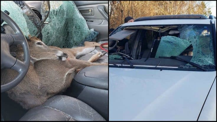 Deer Goes Through Woman’s Windshield On Georgia Highway | Country Music Videos