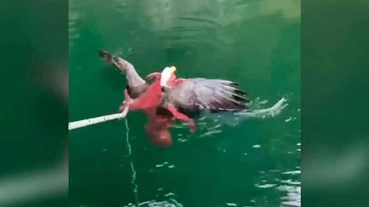 Eagle Nearly Drowned By Octopus It Tried To Eat | Country Music Videos
