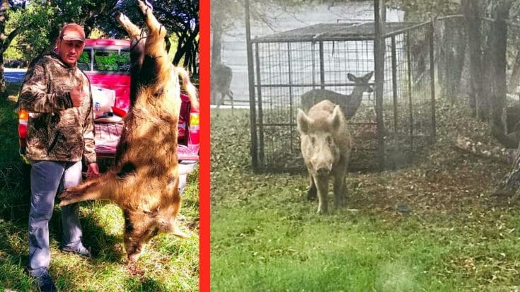 270-Pound Wild Boar Captured In Texas Yard | Country Music Videos