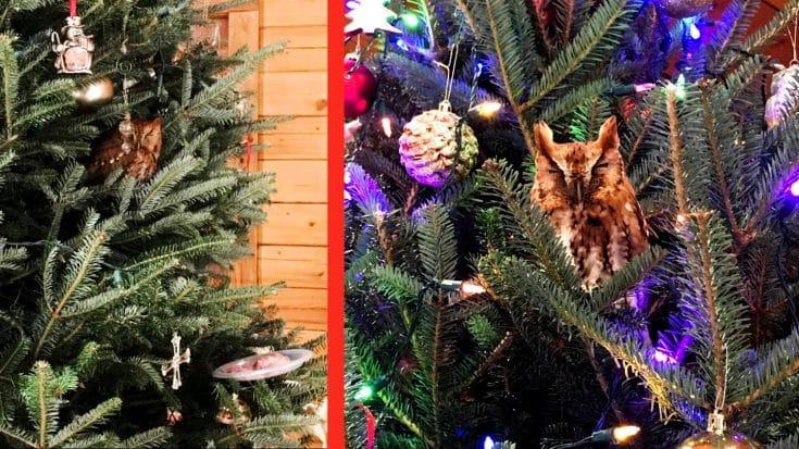 Georgia Family Accidentally Buys Christmas Tree With Owl In It | Country Music Videos