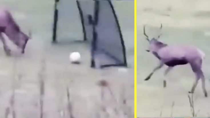 Deer Pushes Ball Into Goal With Antlers – Jumps Around In Celebration | Country Music Videos