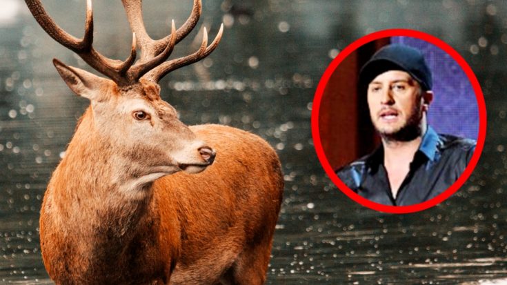 Luke Bryan Offers $5,000 Reward For Information About Shooting Death Of His Red Stag | Country Music Videos