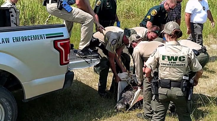Police Found Man Partially Eaten By Alligator, Autopsy Showed He Actually Died From Meth | Country Music Videos