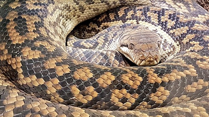 15-Foot Python Attacks & Drags 4-Year-Old Boy Into Bushes, Father Saves His Life | Country Music Videos