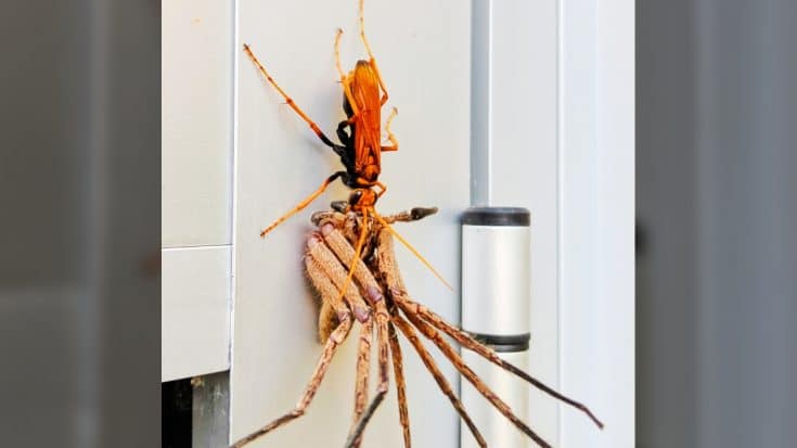 Man Captures Photo Of Tarantula Wasp Dragging Away Paralyzed Hunstman Spider | Country Music Videos
