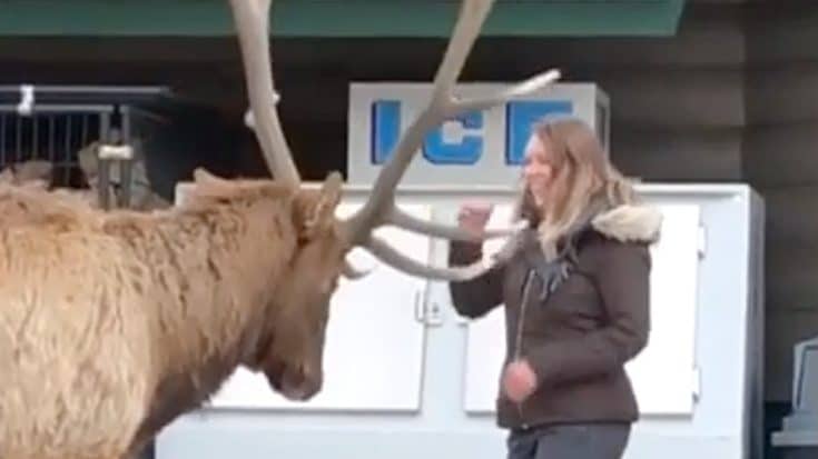 Tourist Pets Bull Elk At Estes Park In Colorado, Locals Warn Against It | Country Music Videos