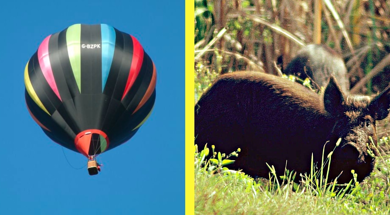 Texas Law Says You Can Hunt Wild Hogs From Hot Air Balloons Country Rebel