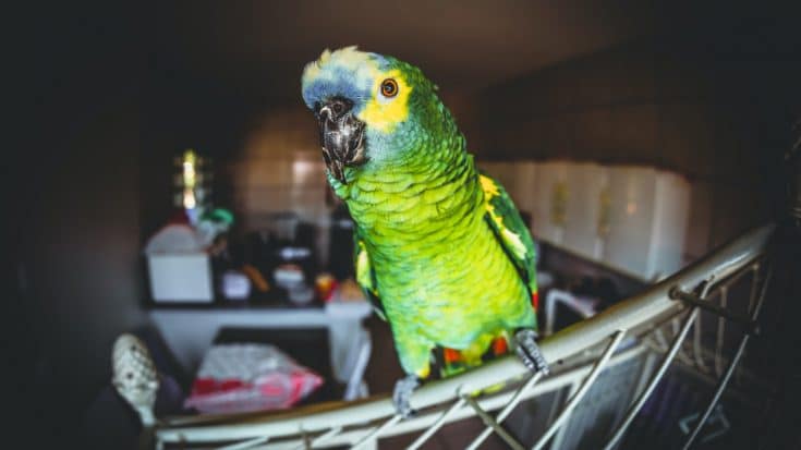 Neighbor Calls Police To Rescue Woman Screaming “Let Me Out” – Turns Out, It Was A Parrot | Country Music Videos