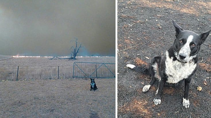 Farm Dog Saves Entire Flock Of Sheep From Australian Wildfire | Country Music Videos