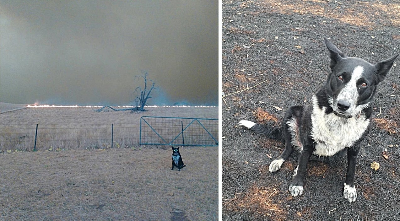 Farm Dog Saves Entire Flock Of Sheep From Australian Wildfire