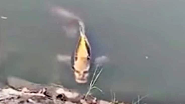 Video Shows Fish With The Face Of A Human | Country Music Videos