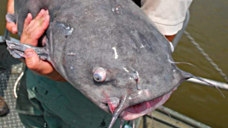There’s An Invasive Blue Catfish Species In The Chesapeake Bay | Country Music Videos