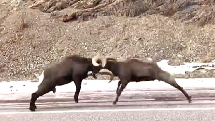 Rams Battle In Middle Of New Mexico Highway – Driver Stops To Record Them | Country Music Videos