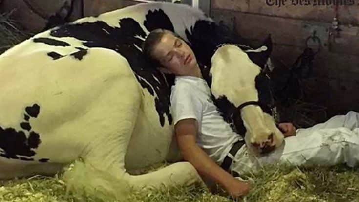 Kid And Cow Fall Asleep On Each Other After Iowa State Fair Competition | Country Music Videos
