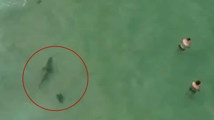 7-Foot Shark Stalks Swimmers – Drone Pilot Spots It & Lady Notifies Them | Country Music Videos