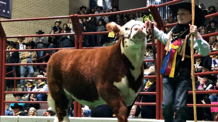 12-Year-Old’s Grand Champion Steer Sells For Record-Breaking $300K | Country Music Videos