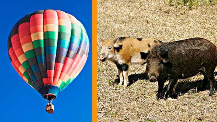 Texas Law Says Wild Hogs Can Be Hunted From Hot Air Balloons | Country Music Videos