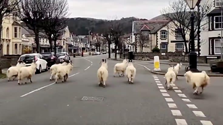 Welsh Town “Seized” By Goat Herd Amid COVID-19 Lockdown | Country Music Videos
