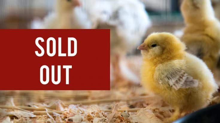 Americans Are Now Panic-Buying Baby Chickens, Sold Out Almost Everywhere | Country Music Videos