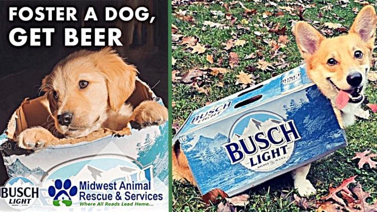 Busch Beer Gives 3 Months Of Beer To Adopt Dog During COVID-19 Outbreak | Country Music Videos