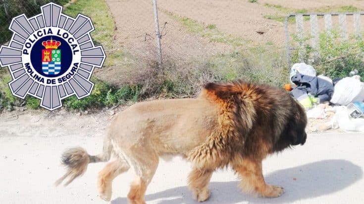 Police Alerted After Lion Sightings In Spanish Town – Find Out It’s Actually A Dog | Country Music Videos