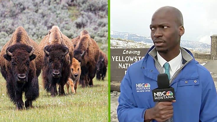 Video: Reporter Grabs Camera & Drives Off As Herd Of Bison Approach Him | Country Music Videos