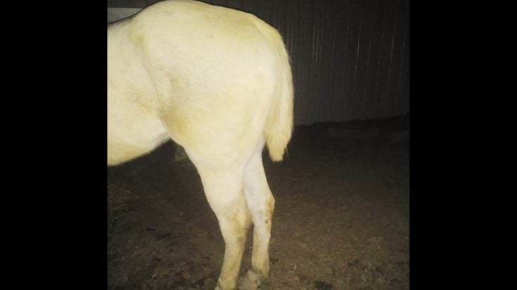 Police Looking For Person Who Cut Hair Off Show Horse’s Tail In North Carolina | Country Music Videos