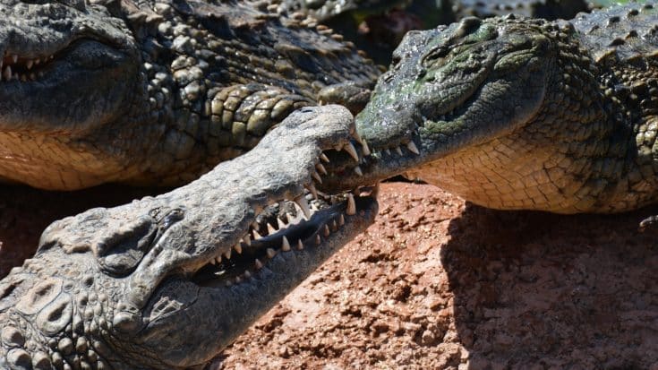 Gator Mating Season Has Arrived: Here’s What To Know To Stay Safe | Country Music Videos