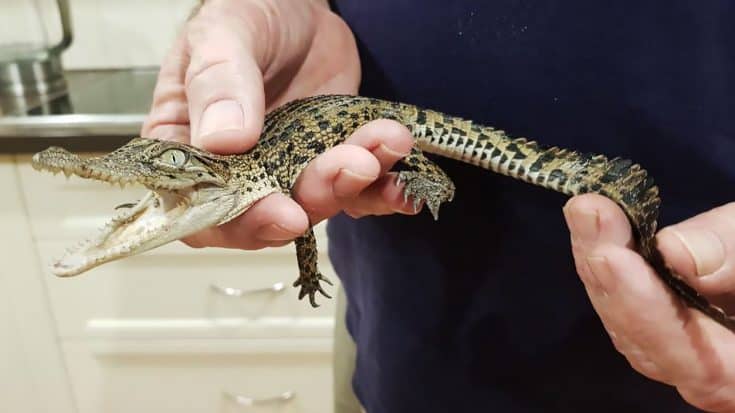 9 Baby Crocodiles Are On The Loose After Escaping An Australian Animal Park | Country Music Videos