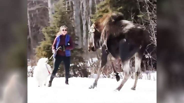 Wild Moose Charges Woman & Her Dog In Video | Country Music Videos