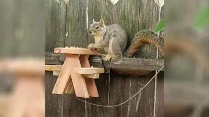 During California Lockdown, Man Builds Over 100 Picnic Tables For Squirrels | Country Music Videos
