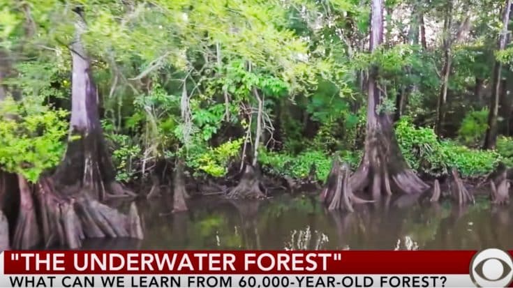 60,000-Year-Old Forest Discovered Underwater – Preserved Trees May Help Create New Medicines | Country Music Videos