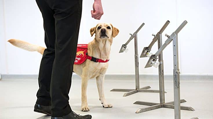 Dogs Being Trained To Smell COVID-19 Could Screen 250 People Per Hour | Country Music Videos