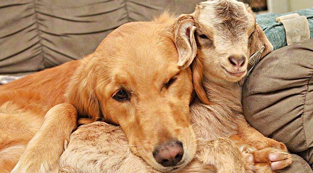 Family’s Golden Retriever Adopts Goats As Her Own Puppies | Country Music Videos