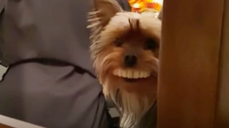 Dog Steals Fake Teeth & Wears Them, Owner Can’t Stop Laughing | Country Music Videos