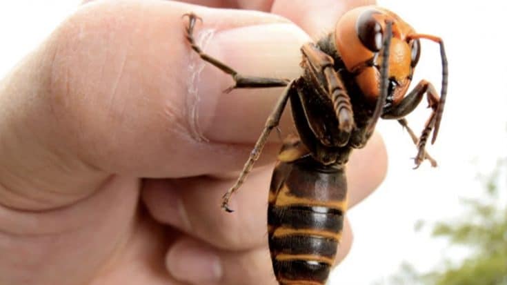 Giant ‘Murder Hornets’ Spotted In The U.S. For The First Time | Country Music Videos