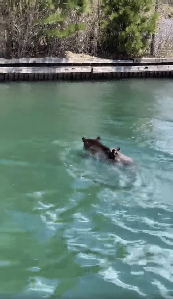 Video Mama Bear Swims Across Lake To Rescue Cubs