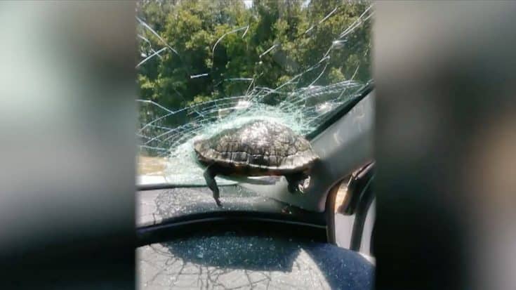 Turtle Smashes Through Windshield Of Woman Driving Down Highway | Country Music Videos