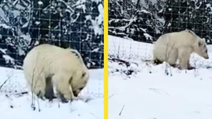 “Exceedingly Rare” White Grizzly Bear Spotted In Canada | Country Music Videos