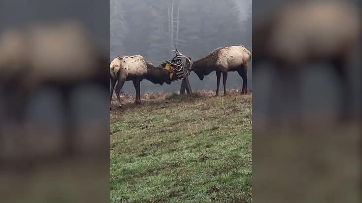 Two Bull Elk Destroy “Danger Wild Elk” Sign Together – Caught On Video | Country Music Videos