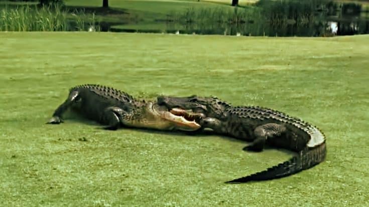 Video: Two Alligators Lock Jaws & Fight On 18th Hole Of Golf Course | Country Music Videos