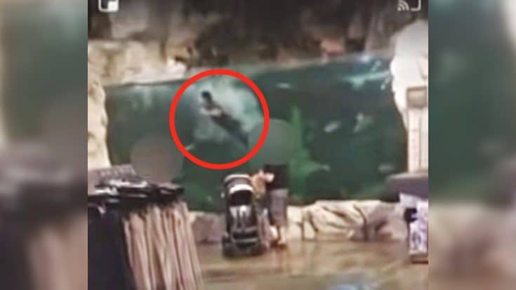 Video Shows Man Diving Into Fish Tank At Bass Pro | Country Music Videos